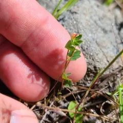 Short-flower Deervetch thumbnail 1
