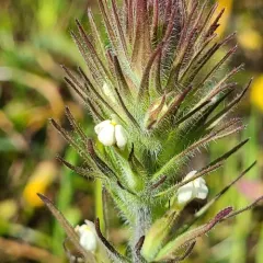 hairy owl's clover thumbnail 3