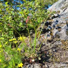 Naked Buckwheat thumbnail 3