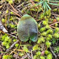 Fairy-slipper thumbnail 3