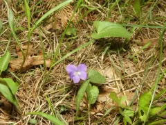 Great Lakes Violet thumbnail 3