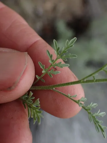 Mountain Tansymustard