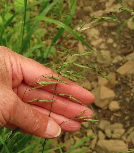 Alaska Oniongrass