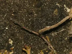 Pear Tar-spot Lichen thumbnail 2