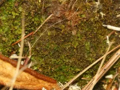 Bristly Fingerwort thumbnail 2