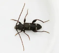 Phymatodes varius thumbnail 3