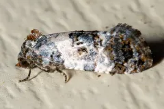 Black-tipped Rudenia Moth thumbnail 2