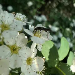 Bimaculate Longhorn Beetle thumbnail 3