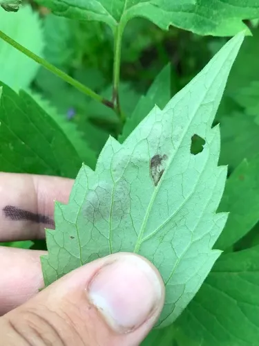 Phytomyza confusa