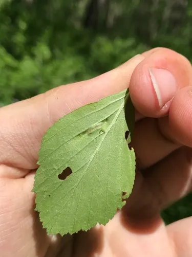 Blaesodiplosis venae