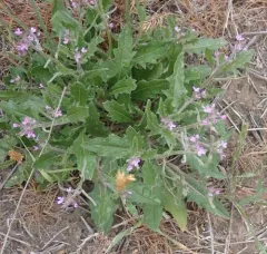 African mustard thumbnail 2