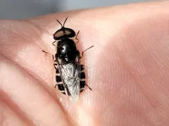 Odontomyia interrupta thumbnail 1