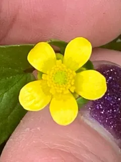 Mountain Buttercup thumbnail 2