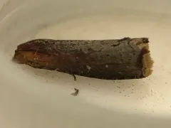 Inimical Borer Moth thumbnail 1