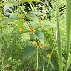 whorled loosestrife thumbnail 3