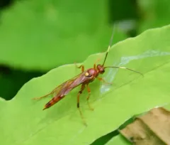 Ectopimorpha wilsoni thumbnail 1