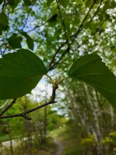 Coleophora tiliaefoliella thumbnail 2