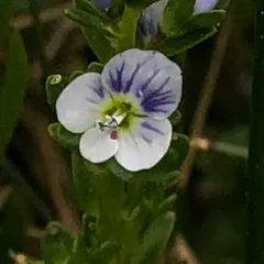 thyme-leaved speedwell thumbnail 2