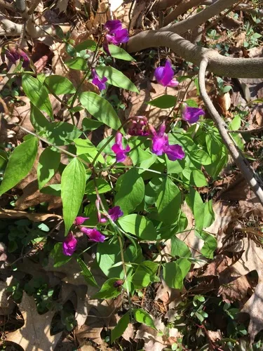 spring vetch