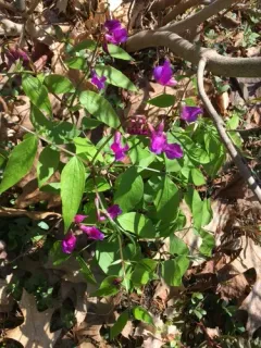 spring vetch thumbnail 1