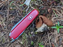 Discina mcknightii thumbnail 3