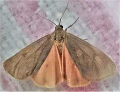Plain-winged Virbia Moth thumbnail 3