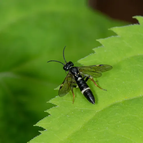 Curled Rose Sawfly