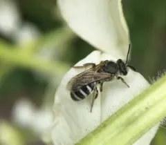 Tansy Mustard Sweat Bee thumbnail 1