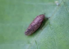Ponana puncticollis thumbnail 3
