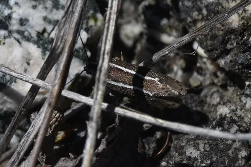 Ethmia albistrigella