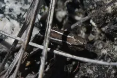 Ethmia albistrigella thumbnail 1