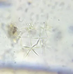 Actinastrum hantzschii thumbnail 4