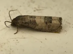 Epiblema desertana thumbnail 3
