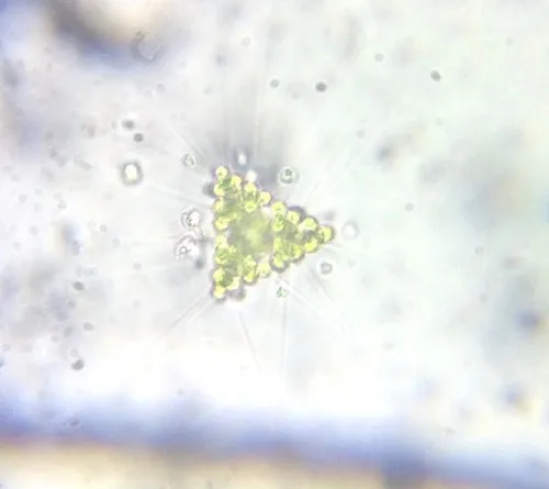 Micractinium bornhemiense