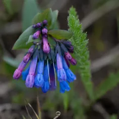 long bluebells thumbnail 2