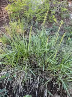 Spike Fescue thumbnail 2