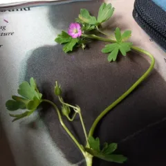 Alderney Crane's-bill thumbnail 4
