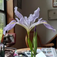 Douglas iris thumbnail 3