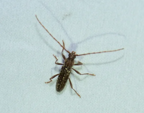 Anelaphus pumilus
