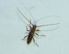Anelaphus pumilus thumbnail 1