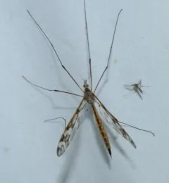 Tipula trivittata thumbnail 1