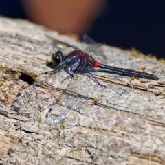 Belted Whiteface thumbnail 4