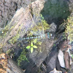 Swamp Darner thumbnail 3