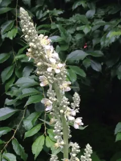 White Mullein thumbnail 4