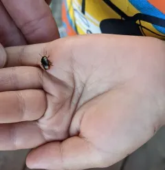 Chrysolina marginata thumbnail 3