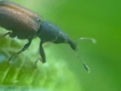 Red Elm Bark Weevil thumbnail 2