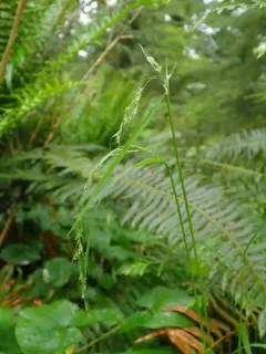 nodding trisetum thumbnail 2