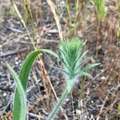 bracted plantain thumbnail 3