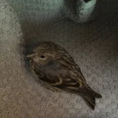 Pine Siskin thumbnail 3