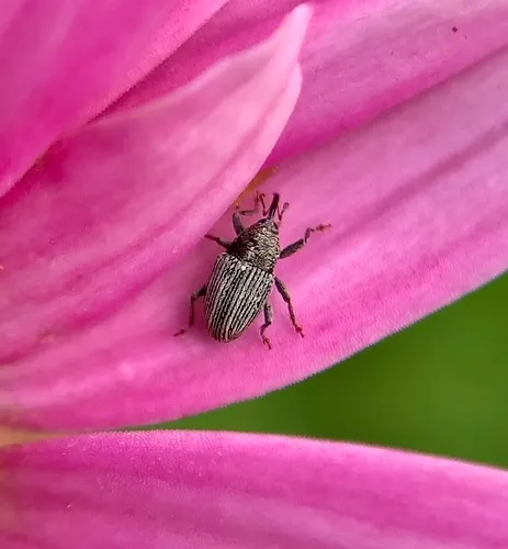 Centrinites strigicollis